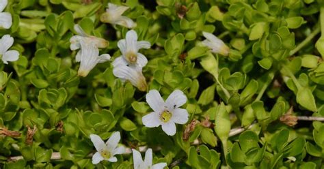 Bacopa Monnieri Health Benefits: What the Science Says - Superfood Journal