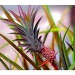 Pineapple Plant Care and Propagation Indoors | Sprouts and Stems