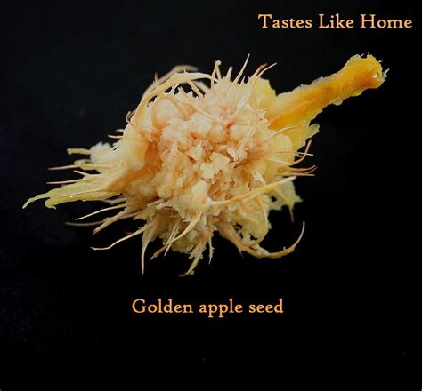 tastes like home: Golden Apple Love