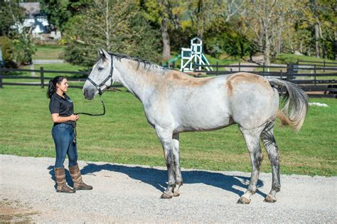 40 Horse Grooming Tips - Cowboy Magic