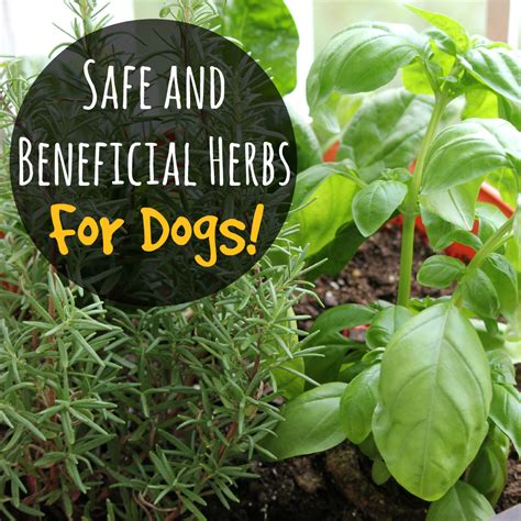 Safe and Beneficial Herbs for Dogs