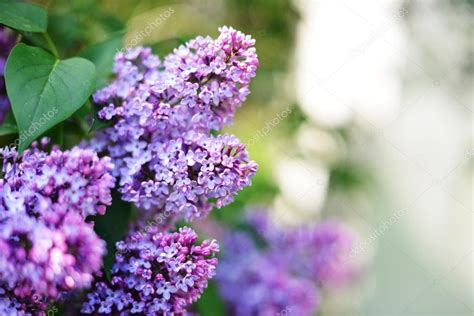 Purple lilac bush Stock Photo by ©Taden1 75108049