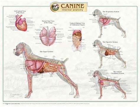 anatomy dog | Uzman veterinerlik, Köpek, Anatomi