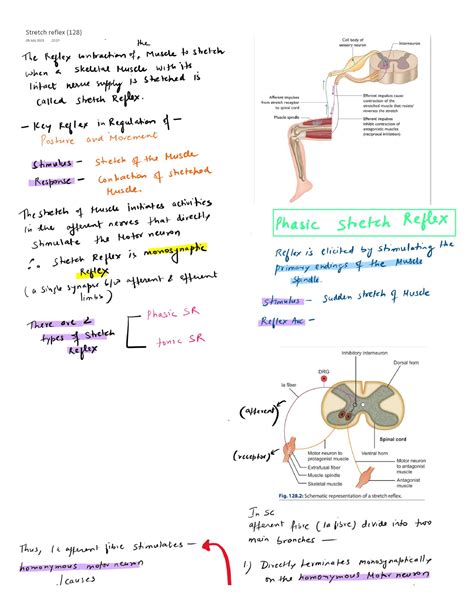 Stretch reflex - physiotherapy - Studocu