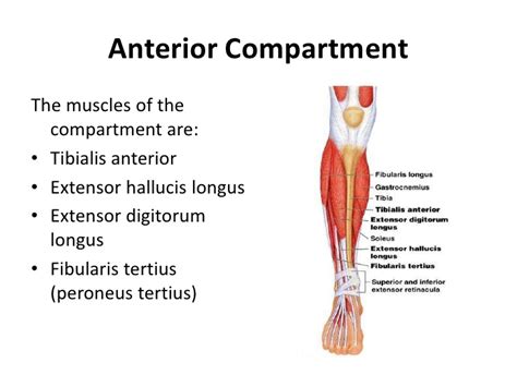 Lower Limb Muscles Diagram