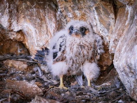 Peregrine Falcon Nesting: A Complete Guide | Birdfact