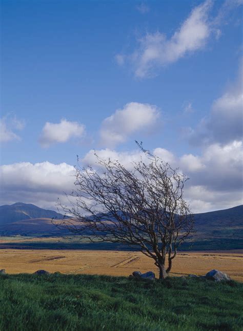 Why the Celtic Tree of Life is used in jewelry