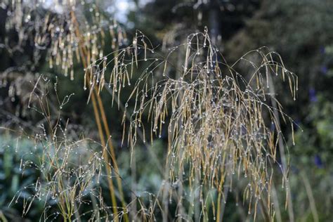 Stipa gigantea - BBC Gardeners World Magazine