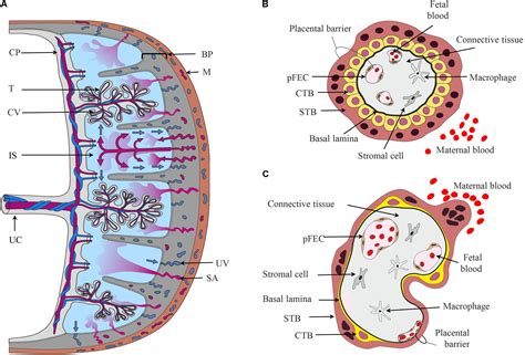 Baby And Placenta Diagram