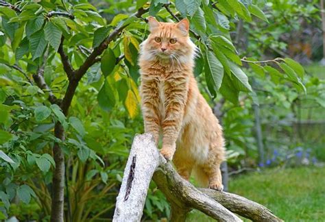 Health Issues Affecting Maine Coon Cats | PetCareRx