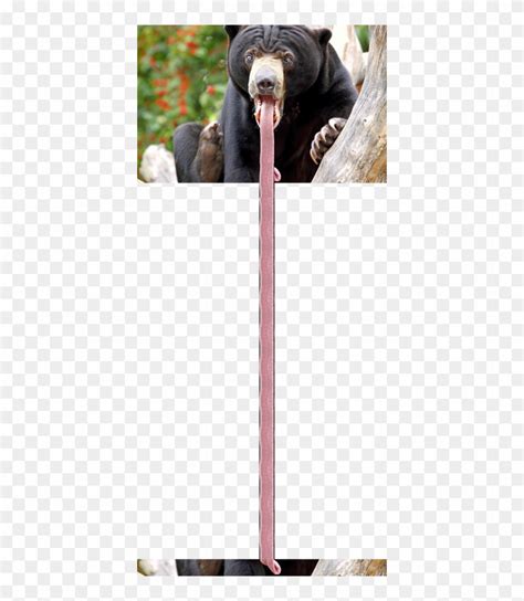 Long Tongue - Sun Bear Tongue, HD Png Download - 400x885(#4092135) - PngFind