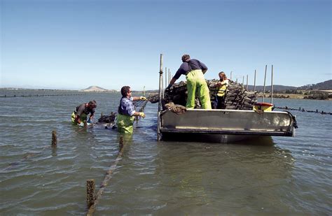 Pacific oyster selective breeding in Australia - Responsible Seafood Advocate