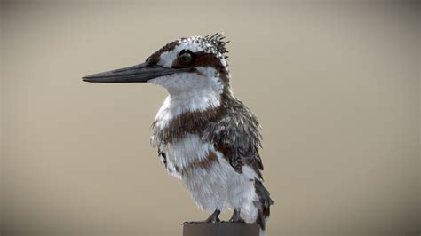 Pied Kingfisher - deep3dsea