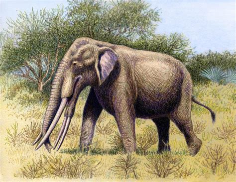 Stegotetrabelodon - Alchetron, The Free Social Encyclopedia