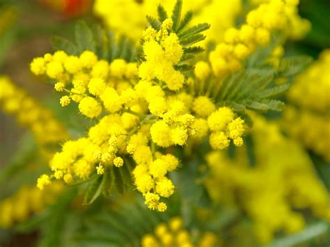 What Is a Mimosa Flower? - Article onThursd