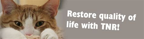 Trap, Neuter and Return – Humane Society of Westchester