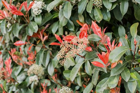 How to Grow Red Tip Photinia in 2021 | Red tip photinia, Shade shrubs, Best shrubs for shade