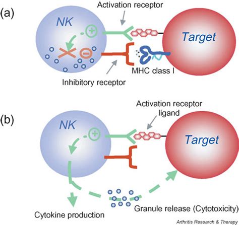 Natural killer (NK) cell activation is controlled by th | Open-i