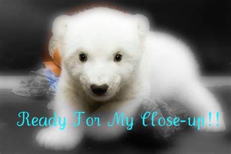 Polar Bear Cubs - polar bears Photo (27613798) - Fanpop