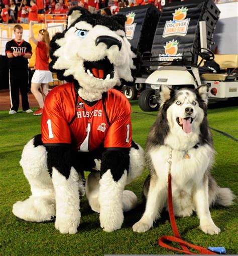 Pin by Sue Rummery on College Mascots | Most popular dog breeds, Mascot, Top dog breeds