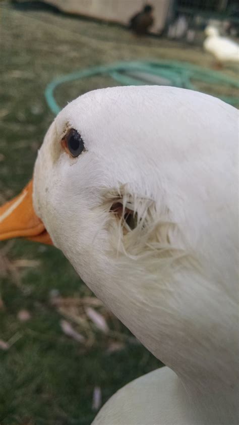 duck bleeding out of ear | BackYard Chickens - Learn How to Raise Chickens