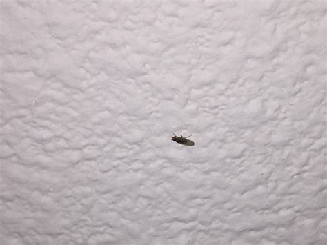 Termite swarmer? : insects