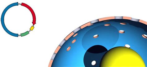 siRNA Illustrated Assay: Novus Biologicals