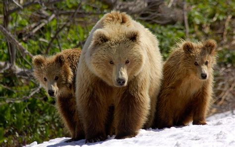 mama bear and her cubs | Brown bear, Bear, Wild animals pictures