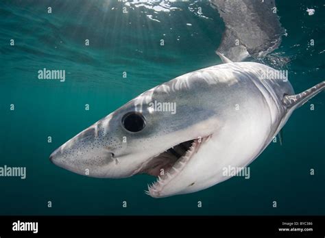 Teeth porbeagle shark lamna nasus hi-res stock photography and images - Alamy