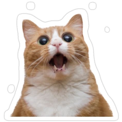 "funny cat face" Stickers by frantasticcath | Redbubble