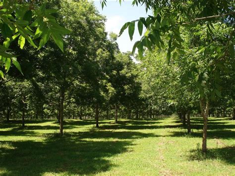 Pecan Pawnee Tree (A) SP - Carya illinoinensis