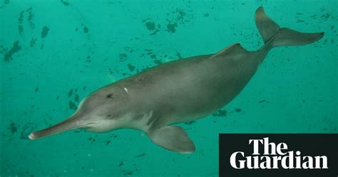 China's 'extinct' dolphin may have returned to Yangtze river, say ...