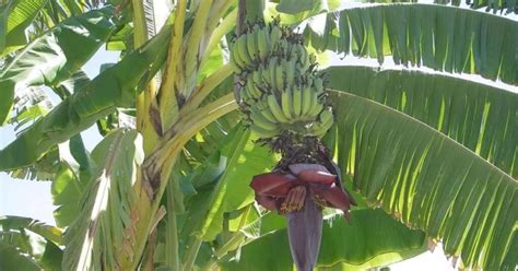 Puerto Rican Plantain Banana Tree | lupon.gov.ph