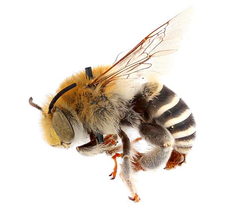 Bee evolution occurred tens of millions of years earlier than previously believed - Earth.com