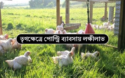 Pastured Poultry Farming: কিভাবে চারণভূমিতে হাঁস, মুরগি পালন শুরু করবেন?