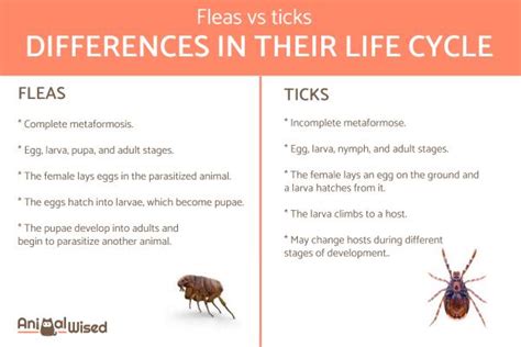 Differences Between Fleas and Ticks - Learn How to Identify Them