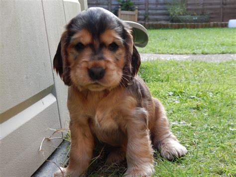 7 week old Black Sable Cocker Spaniel Ollie | Spaniel, Cocker spaniel, Spaniel puppies