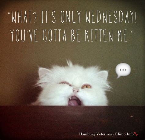 191 best images about Wednesday Humor on Pinterest | Wednesday humor, Animal funnies and Hump day