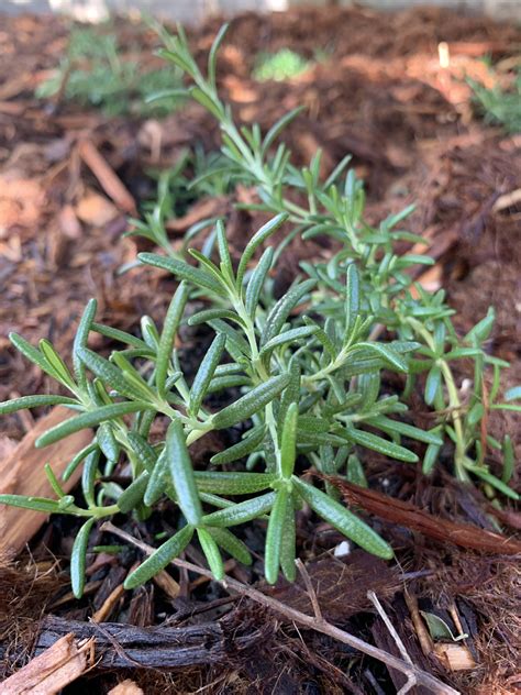 Trailing Rosemary Ground Cover - It Started With Toast