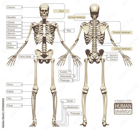 A diagram of the human skeleton Stock Vector | Adobe Stock