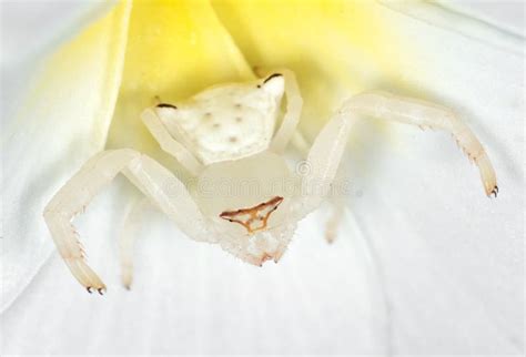 Macro Photo of White Crab Spider Camouflage on Plumeria Flower Stock ...