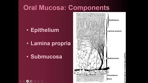 Oral mucosa part 1: layers of oral epithelium. - YouTube