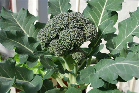 Broccoli Varieties, Types of Broccoli, Varieties of Broccoli