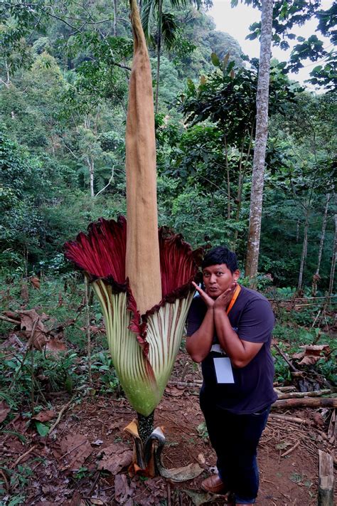 Gambar Bunga Raflesia Arnoldi Dan Bunga Bangkai - Koleksi Gambar Bunga