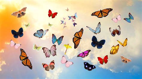 Free photo: Group of Butterflies - Animal, Butterfly, Fly - Free Download - Jooinn