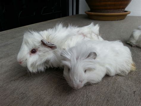 littlefurryones: August White Guinea Pig babies - ADOPTED