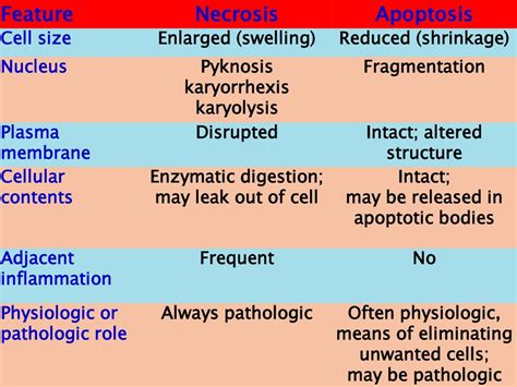 FREE RADICAL INJURY, TYPES OF NECROSIS AND APOPTOSIS - ppt download