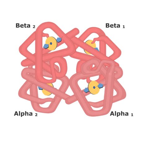 Each Hemoglobin Molecule Can Transport Two Molecules of Oxygen