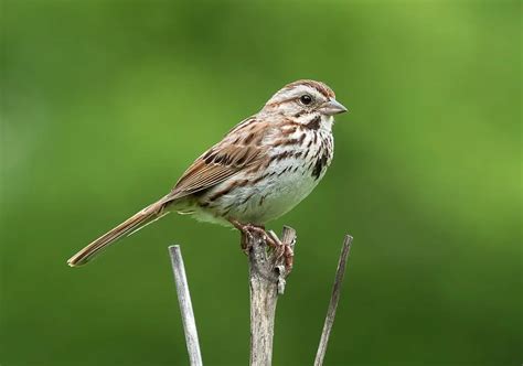 Texas Sparrow Species Guide (with photos) | BirdingLocations