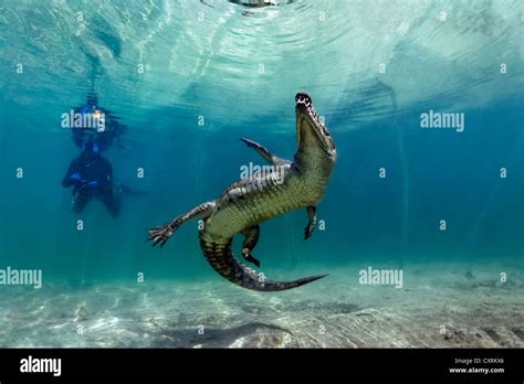 Crocodile Swimming Underwater